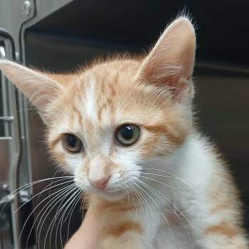 Nautique -  Domestic Short Hair Cat for Adoption in Detroit Lakes, Minnesota - Nautique | PetCurious