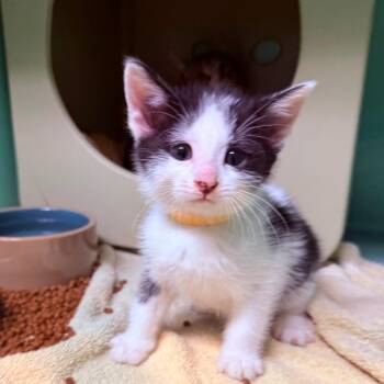 Dougie -  Domestic Short Hair Cat for Adoption - Dougie | PetCurious