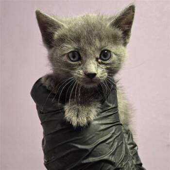 61687900 -  Domestic Short Hair Cat for Adoption in El Paso, Texas - 61687900 | PetCurious