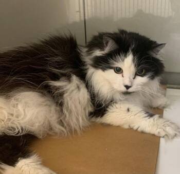 Pebbles -  Domestic Long Hair Cat for Adoption in Rochester, New York - Pebbles | PetCurious