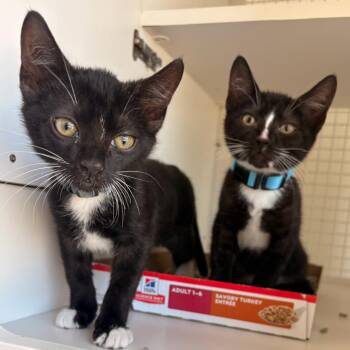 Javier -  Domestic Short Hair Cat for Adoption in Los Angeles, California - Javier | PetCurious