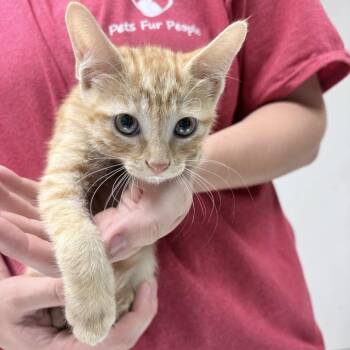 Simba-4599 -  Domestic Short Hair Cat for Adoption in Tyler, Texas - Simba-4599 | PetCurious