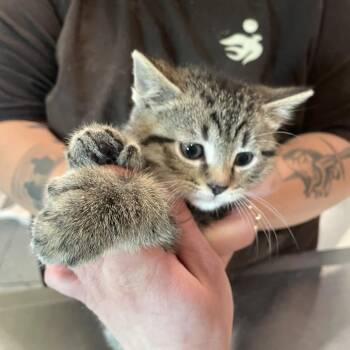 Domestic Short Hair Cats Available for Adoption in West Des Moines, Iowa - Eeyore | PetCurious