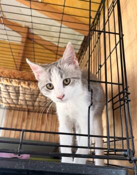 Hardy -  Domestic Short Hair Cat for Adoption in Melbourne, Arkansas - Hardy | PetCurious