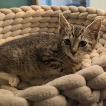 Marcie -  Domestic Short Hair Cat for Adoption in Suffolk, Virginia - Marcie | PetCurious