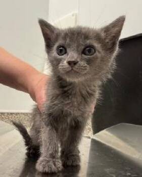 Ocean -  Domestic Short Hair Cat for Adoption in Kansas City, Missouri - Ocean | PetCurious