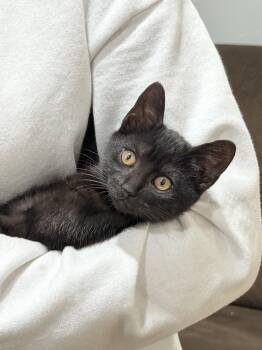 Melody -  Domestic Short Hair Cat for Adoption in Bayonne, New Jersey - Melody | PetCurious