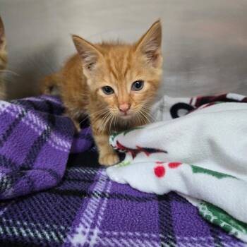 Crackle -  Domestic Medium Hair Cat for Adoption in Newport, Tennessee - Crackle | PetCurious