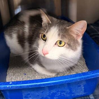 Wakko -  Domestic Short Hair Cat for Adoption in Indianapolis, Indiana - Wakko | PetCurious