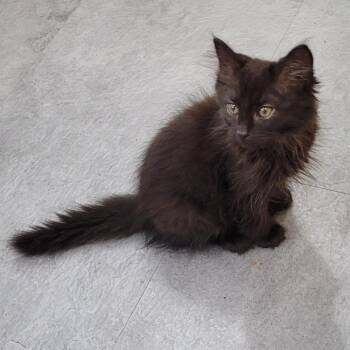 Yin Snuggle (green collar) -  Domestic Long Hair Cat for Adoption in Coos Bay, Oregon - Yin Snuggle (green Collar) | PetCurious