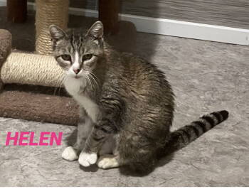 Rescue Tabby Cats for Adoption in Mitchell, South Dakota - Helen-tabby And White Cat In Foster Care | PetCurious