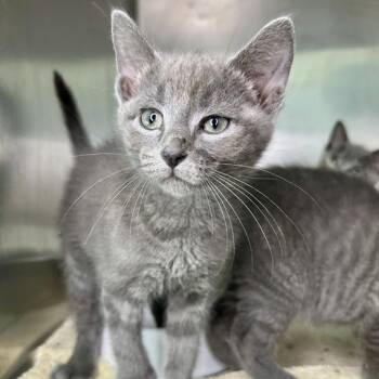 Pippin -  Domestic Short Hair Cat for Adoption in Matteson, Illinois - Pippin | PetCurious