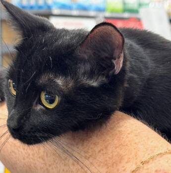 Sissy -  Domestic Short Hair Cat for Adoption in Grovetown, Georgia - Sissy | PetCurious