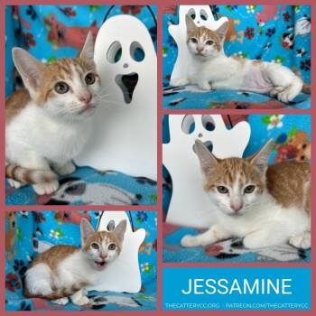 Jessamine -  Domestic Short Hair Cat for Adoption in Corpus Christi, Texas - Jessamine | PetCurious