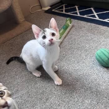 John -  Domestic Medium Hair Cat for Adoption in Crystal Lake, Illinois - John | PetCurious