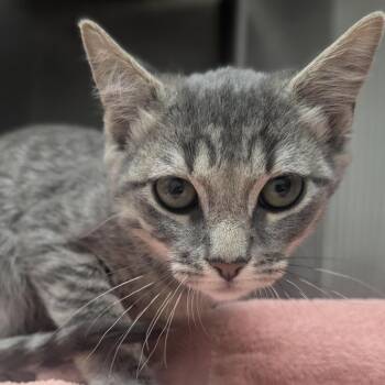 Squash -  Domestic Short Hair Cat for Adoption in Medford, Oregon - Squash | PetCurious