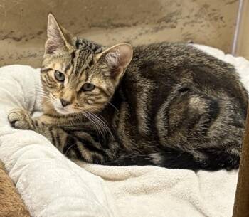Benji S (playful and sweet brother to Barnaby and Bridget) -  Domestic Short Hair Cat for Adoption in Stowe, Pennsylvania - Benji S (playful And Sweet Brother To Barnaby And Bridget) | PetCurious