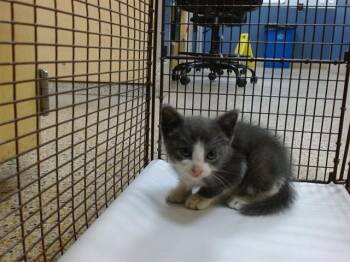 PETER PAN -  Domestic Short Hair Cat for Adoption in Doral, Florida - PETER PAN | PetCurious