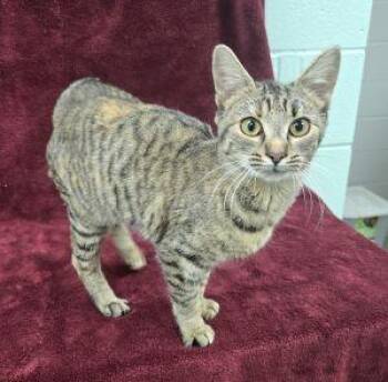 Rescue Domestic Short Hair Cats for Adoption in Bucyrus, Ohio - Sylvie | PetCurious