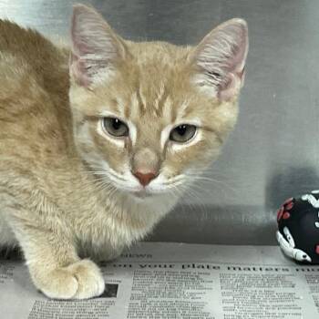 Thunder -  Domestic Short Hair Cat for Adoption in Spencer, Indiana - Thunder | PetCurious