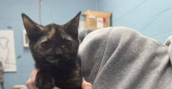 Rescue Domestic Short Hair Cats for Adoption in Evansville, Indiana - Twix | PetCurious