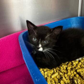 Lightning McQueen -  Domestic Short Hair Cat for Adoption in Asheville, North Carolina - Lightning McQueen | PetCurious