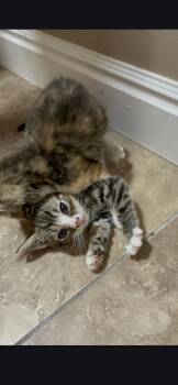 Nesquik -  Domestic Short Hair Cat for Adoption in Fruit Heights, Utah - Nesquik | PetCurious