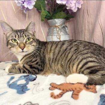 Fred -  American Bobtail Cat for Adoption in Long Beach, Mississippi - Fred | PetCurious