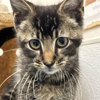 Rust -  Domestic Short Hair Cat for Adoption in Philadelphia, Pennsylvania - Rust | PetCurious