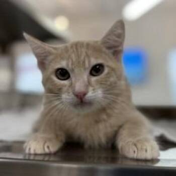Ham -  Domestic Short Hair Cat for Adoption in Bullhead City, Arizona - Ham | PetCurious