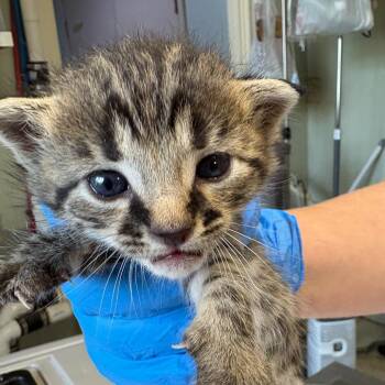 Bo (darker) -  Domestic Short Hair Cat for Adoption in Mt. Juliet, Tennessee - Bo (darker) | PetCurious