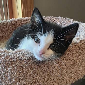 Chuckles -  Domestic Short Hair Cat for Adoption in Chaska, Minnesota - Chuckles | PetCurious