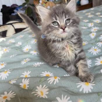 Howl -  Domestic Long Hair Cat for Adoption in Rossville, Georgia - Howl | PetCurious