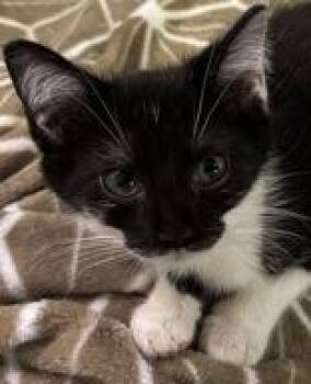 Little Joe -  Domestic Short Hair Cat for Adoption in Portsmouth, Ohio - Little Joe | PetCurious