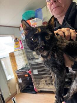 Pixel -  Domestic Short Hair Cat for Adoption in Pine Grove, Pennsylvania - Pixel | PetCurious