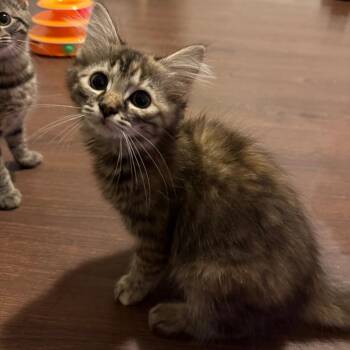 Mitig -  Domestic Long Hair Cat for Adoption in Hedgesville, West Virginia - Mitig | PetCurious