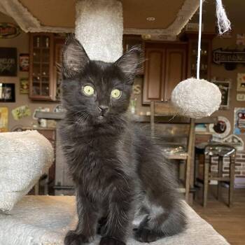 Domestic Medium Hair Cats Available for Adoption in San Tan Valley, Arizona - Juliette | PetCurious
