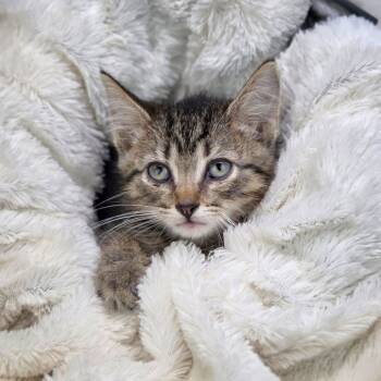 Rescue Domestic Short Hair Cats for Adoption in East St. Louis, Illinois - Thirteen-C | PetCurious