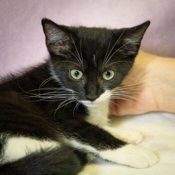 Mustang -  Domestic Short Hair Cat for Adoption in Versailles, Kentucky - Mustang | PetCurious