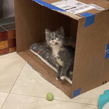 GG -  Domestic Short Hair Cat for Adoption in Tustin, California - GG | PetCurious