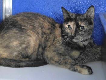 Nestra -  Domestic Short Hair Cat for Adoption in Colorado Springs, Colorado - Nestra | PetCurious