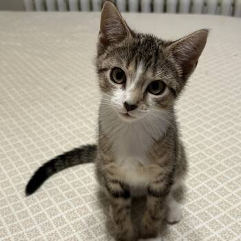 Skipper -  Domestic Short Hair Cat for Adoption in Montclair, New Jersey - Skipper | PetCurious