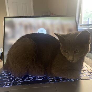 Lollipop -  Domestic Short Hair Cat for Adoption in Auburn, Alabama - Lollipop | PetCurious