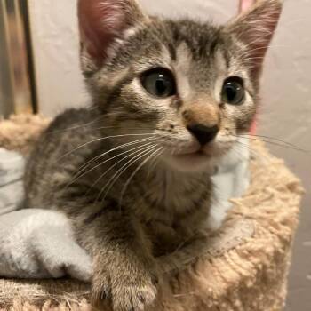 Cuddles -  Domestic Short Hair Cat for Adoption in Prescott, Arizona - Cuddles | PetCurious
