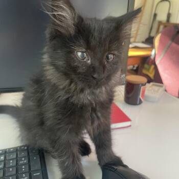 Blinky -  Domestic Long Hair Cat for Adoption in Bloomington, Illinois - Blinky | PetCurious