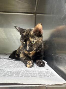 Yetti -  Domestic Short Hair Cat for Adoption in Belton, Texas - Yetti | PetCurious