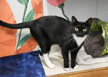 Moon Pie -  Domestic Short Hair Cat for Adoption in Saint James City, Florida - Moon Pie | PetCurious
