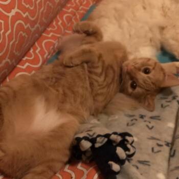 Dandelion -  Domestic Short Hair Cat for Adoption in Saint Paul, Minnesota - Dandelion | PetCurious