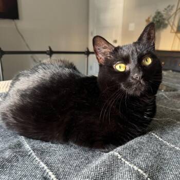 Domestic Short Hair Cats Available for Adoption in Roanoke, Virginia - Olive | PetCurious