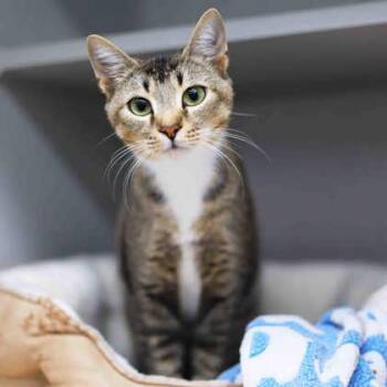 Poppy -  Domestic Short Hair Cat for Adoption in Atlanta, Georgia - Poppy | PetCurious